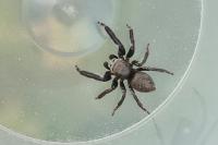 Evarcha arcuata