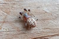 Larinioides cornutus