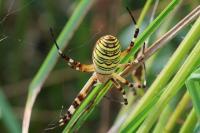 Argiope bruennichi