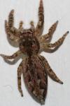 Marpissa muscosa