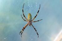 Argiope bruennichi