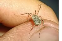 Odiellus spinosus