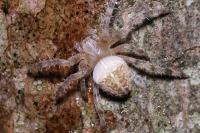 Araneus diadematus