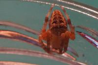 Araneus diadematus