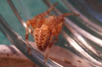 Araneus diadematus