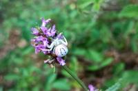 Misumena vatia