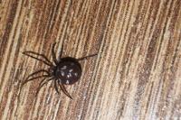 Steatoda grossa
