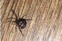 Steatoda grossa