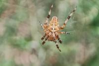 Araneus diadematus