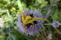 Misumena vatia