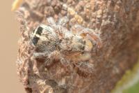 Pellenes tripunctatus