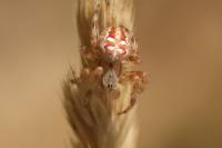 Araneus quadratus