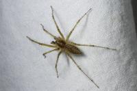Allagelena gracilens