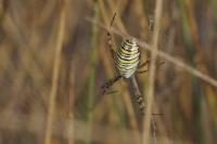 Argiope bruennichi