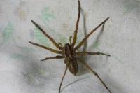 Hogna radiata