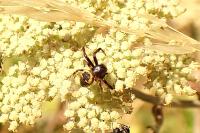 Synema globosum