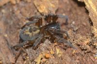 Amaurobius similis