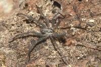 Eratigena saeva