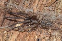 Segestria bavarica