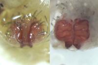 Thanatus formicinus