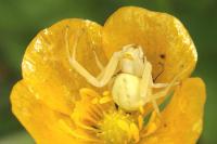 Misumena vatia