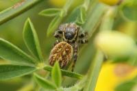 Carrhotus xanthogramma