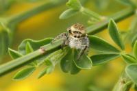 Carrhotus xanthogramma