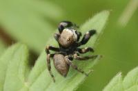 Evarcha arcuata