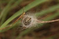 Aculepeira ceropegia
