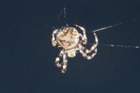 Araneus angulatus