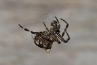 Araneus angulatus