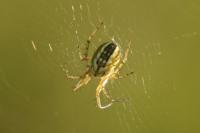 Mangora acalypha