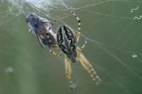 Aculepeira armida