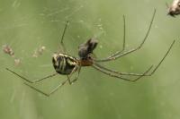 Neriene radiata