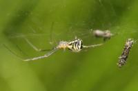 Neriene radiata