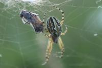Aculepeira armida