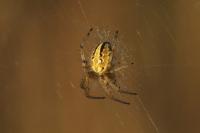 Neoscona adianta