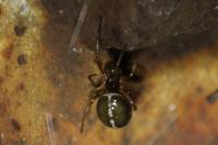 Steatoda bipunctata