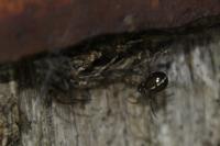 Steatoda bipunctata