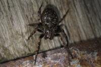Nuctenea umbratica