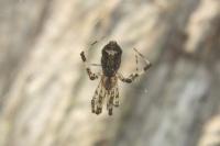 Episinus maculipes