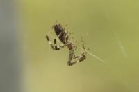 Episinus maculipes