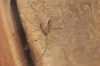Holocnemus pluchei
