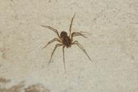 Scytodes thoracica