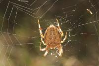Araneus diadematus