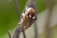 Agalenatea redii