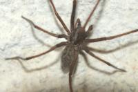 Eratigena atrica