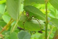 Diaea dorsata