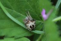 Gibbaranea bituberculata