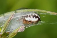 Singa hamata